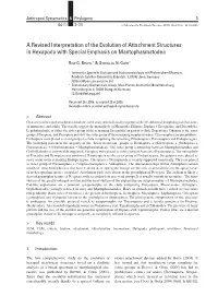 A Revised Interpretation of the Evolution of Attachment Structures in Hexapoda with Special Emphasis on Mantophasmatodea