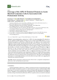 Cleavage of the APE1 N-Terminal Domain in Acute Myeloid Leukemia Cells Is Associated with Proteasomal Activity