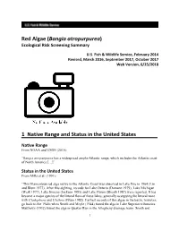 Red Algae (Bangia Atropurpurea) Ecological Risk Screening Summary