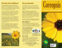 Coreopsis, Commonly Called in March 1513, Juan Ponce De Leon Arrived in the Land Tickseed