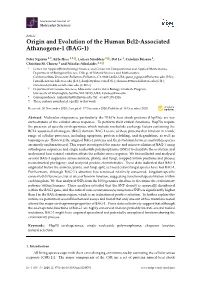 Origin and Evolution of the Human Bcl2-Associated Athanogene-1 (BAG-1)