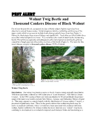 Pest Alert – Walnut Twig Beetle And