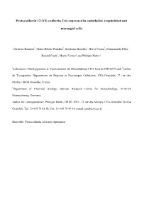 Is Expressed in Endothelial, Trophoblast And