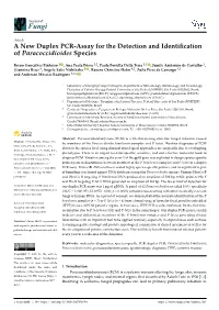 A New Duplex PCR-Assay for the Detection and Identification of Paracoccidioides Species