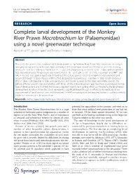 Complete Larval Development of the Monkey River Prawn