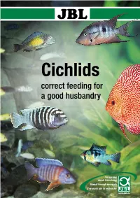 Cichlids Correct Feeding for a Good Husbandry