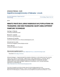 Minute Pirate Bug (Orius Insidiosus Say) Populations on Transgenic and Non-Transgenic Maize Using Different Sampling Techniques