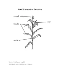 Corn Reproductive Structures