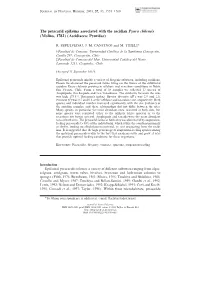 The Peracarid Epifauna Associated with the Ascidian Pyura Chilensis (Molina, 1782) (Ascidiacea: Pyuridae)