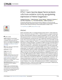 HTLV-1 Basic Leucine Zipper Factor Protects Cells from Oxidative Stress by Upregulating Expression of Heme Oxygenase I