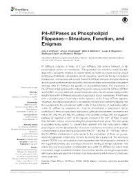 P4-Atpases As Phospholipid Flippases—Structure, Function, and Enigmas