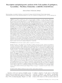 Description and Phylogenetic Analysis of the Calycopidina (Lepidoptera, Lycaenidae, Theclinae, Eumaeini): a Subtribe of Detritivores