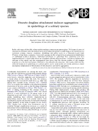 Discrete Dragline Attachment Induces Aggregation in Spiderlings of a Solitary Species