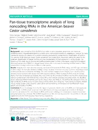 Pan-Tissue Transcriptome Analysis of Long Noncoding Rnas in the American Beaver Castor Canadensis