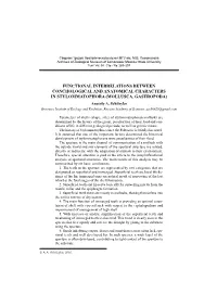 FUNCTIONAL INTERRELATIONS BETWEEN CONCHOLOGICAL and ANATOMICAL CHARACTERS in STYLOMMATOPHORA (MOLLUSCA, GASTROPODA) Anatoly A
