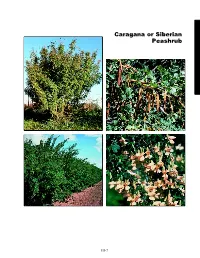 Caragana Or Siberian Peashrub