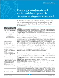 Female Gametogenesis and Early Seed Development in Amaranthus Hypochondriacus L