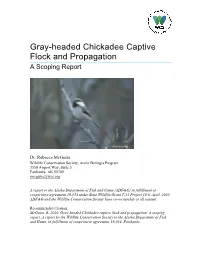 Gray-Headed Chickadee Captive Flock and Propagation a Scoping Report