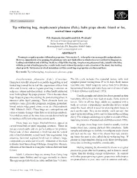 Tip Withering Bug, Anoplocnemis Phasiana (Fab.), Halts Grape Shoots: Friend Or Foe, Arrival Time Explains