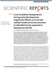 Low Incubation Temperature During Early Development Negatively