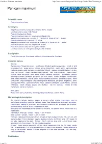 Factsheet - Panicum Maximum