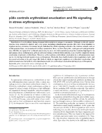 P38α Controls Erythroblast Enucleation and Rb Signaling in Stress Erythropoiesis