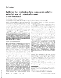 Evidence That Replication Fork Components Catalyze Establishment of Cohesion Between Sister Chromatids