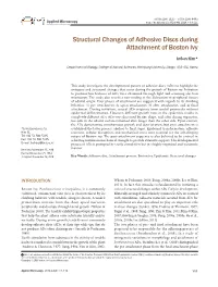 Structural Changes of Adhesive Discs During Attachment of Boston Ivy