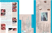 120260 Vdent Spring