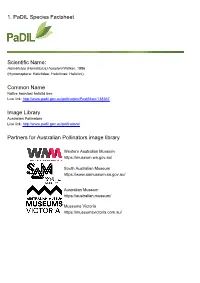 1. Padil Species Factsheet Scientific Name: Common Name Image