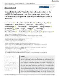 Characterization of a Y‐Specific Duplication/Insertion of the Anti