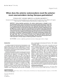 Most Neuroectoderm During Xenopus Gastrulation?