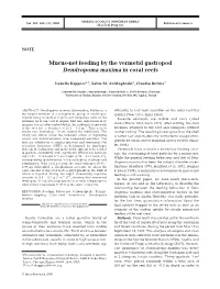 Mucus-Net Feeding by the Vermetid Gastropod Dendropoma Maxima in Coral Reefs