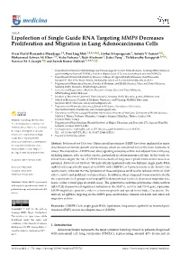 Lipofection of Single Guide RNA Targeting MMP8 Decreases Proliferation and Migration in Lung Adenocarcinoma Cells