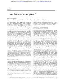 How Does an Axon Grow?