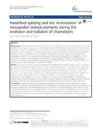 Of Mesopodial Skeletal Elements During the Evolution and Radiation of Chameleons Raul E