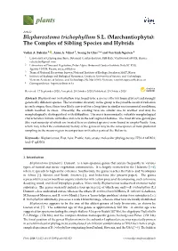 Blepharostoma Trichophyllum SL