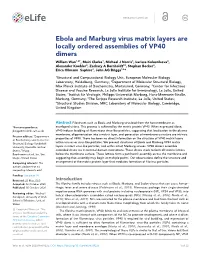 Ebola and Marburg Virus Matrix Layers Are Locally Ordered Assemblies Of