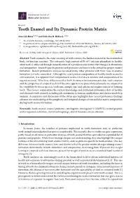 Tooth Enamel and Its Dynamic Protein Matrix