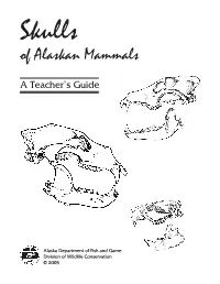 Skulls of Alaskan Mammals