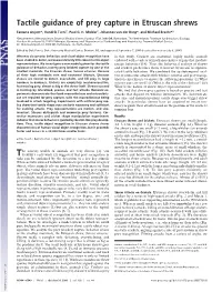 Tactile Guidance of Prey Capture in Etruscan Shrews