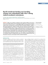 Bending Activity Acts Redundantly with Fcho1 During Clathrin-Mediated Endocytosis