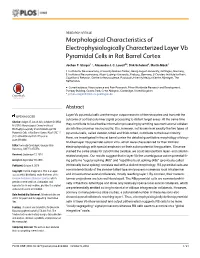 Morphological Characteristics of Electrophysiologically Characterized Layer Vb Pyramidal Cells in Rat Barrel Cortex