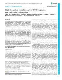 GILZ-Dependent Modulation of Mtorc1 Regulates Spermatogonial Maintenance Hue M