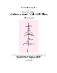 Agalinis Auriculata (Michx.) S.F