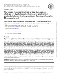 The Unique Structural and Biochemical Development of Single Cell C4