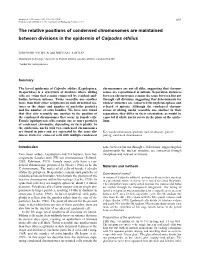 The Relative Positions of Condensed Chromosomes Are Maintained Between Divisions in the Epidermis of Calpodes Ethlius