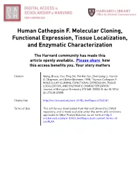 Human Cathepsin F. Molecular Cloning, Functional Expression, Tissue Localization, and Enzymatic Characterization