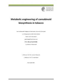 Metabolic Engineering of Cannabinoid Biosynthesis in Tobacco