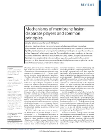 Mechanisms of Membrane Fusion: Disparate Players and Common Principles